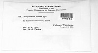 Phragmidium ivesiae image